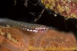 Goby 18tc 0126