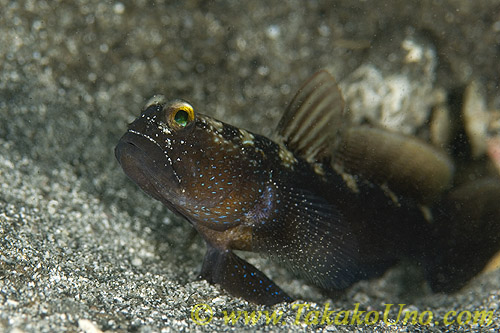 Goby 19tc 0196