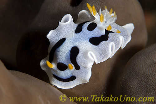 Nudi 01tc 0004 copy