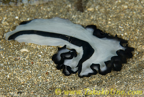 Worm 03t Flatworm 0014 copy