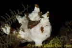 Frogfish 01tc Warty 0192 Antennarius maculatus