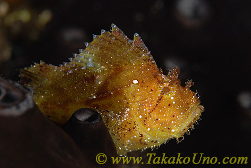 Scorpion Fish 02t Leaf 001 copy