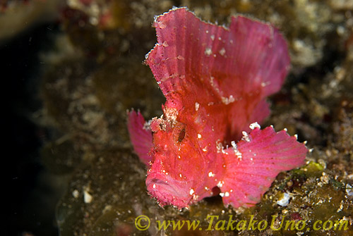 Scorpion Fish 06t Leaf 005 copy