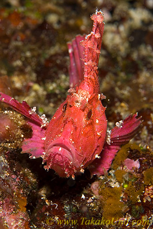 Scorpion Fish 08t Leaf 006 copy