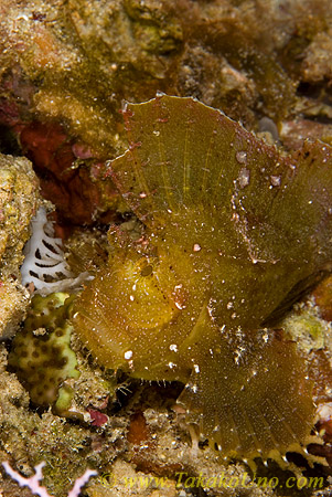 Scorpion Fish 09t Leaf 071 copy