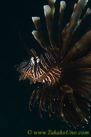 Scorpion Fish 12tc Lionfish