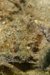 Scorpion Fish 12tc Tasseled or Dwarf, superb camouflage