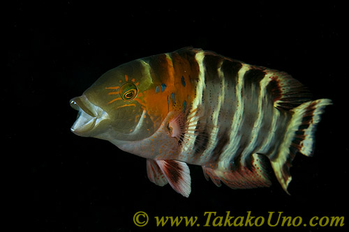 Wrasse 01tc Maori 0016 copy