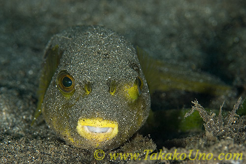 Puffer Fish 04tc 0205 self 'gluing' sand on body for hiding & camouflage