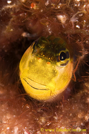 Blenny 01tc 0138 copy