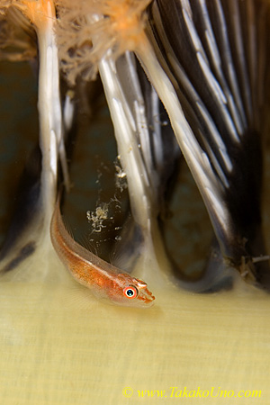 Goby 17tc Cling on Sea Pen 0185 copy