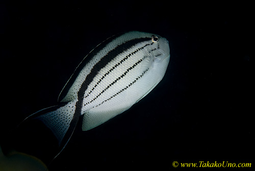 Angel Fish 04t female 0119