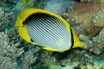 Butterfly Fish 02tc 0051 copy