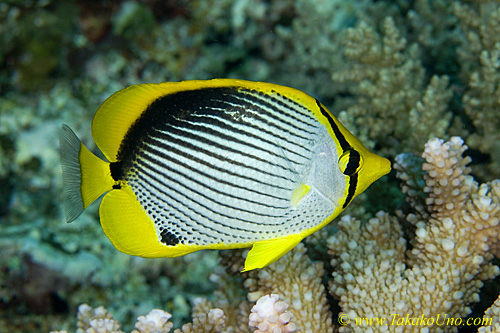 Butterfly Fish 03tc 0052 copy