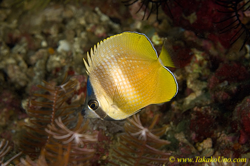 Butterfly Fish 06tc 0069 copy