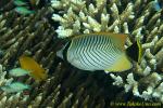 Butterfly Fish 11tc 0119 copy