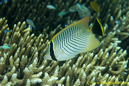 Butterfly Fish 10tc 0118 copy