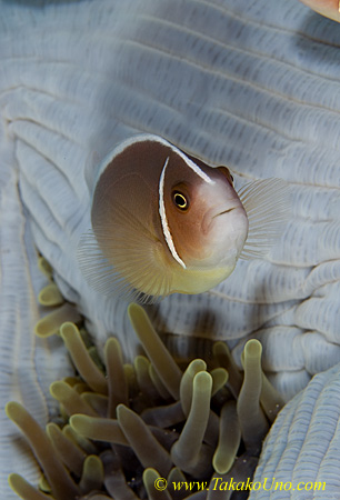 Anemone Fish 05t Pink 0042 copy