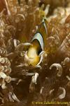 Anemone Fish 01tc Clark 0085