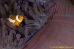 Anemone Fish 09t Western Clown 0043