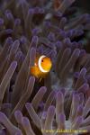 Anemone Fish 08t Western Clown 041 copy