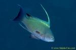 Anthias 01tc 0170 copy