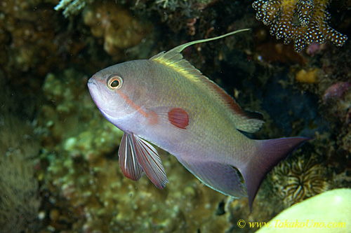 Anthias 02tc 0172 copy