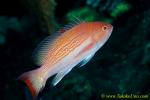 Anthias 05tc 0088 copy