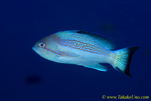 Anthias 04tc 0083 copy