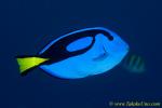 Blue Tang 02tc 0050 copy