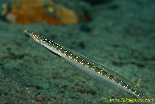 Sand Diver 04tc 0090 copy