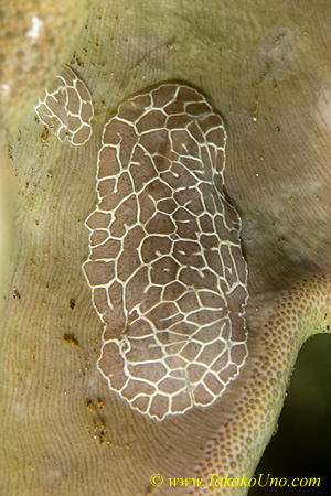 Unidentified benthic ctenophore 05tc 0115 Coeloplana sp.