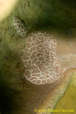 Unidentified benthic ctenophore 04tc 0114 Coeloplana sp.