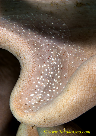 Unidentified benthic ctenophore  03tc 0113 Coeloplana sp.