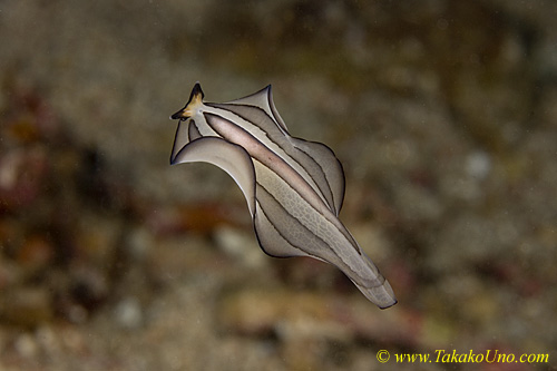 Flatworm 06tc 0185 Pseudobiceros gratus