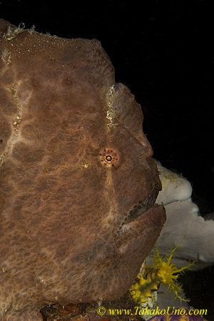 Frogfish 01tc Giant Takako UNO 0184 copy