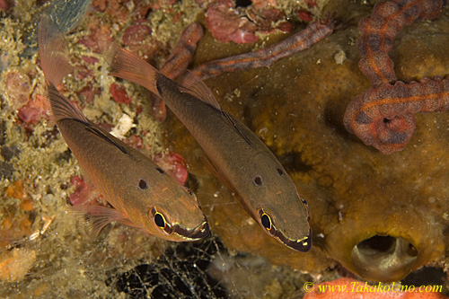 Cardinal Fish 01tc 0153 copy