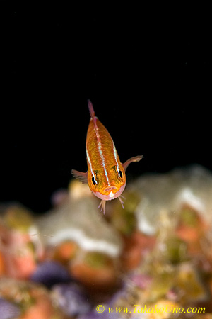 Goby 01tc 0073 copy