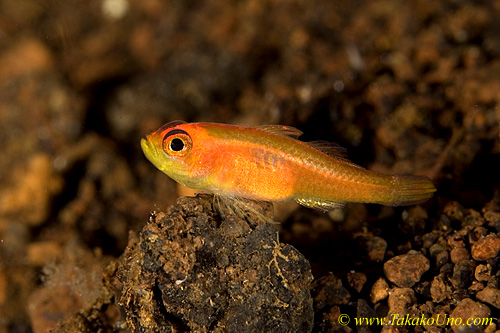 Goby 26tc 0105 copy