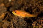 Goby 26tc 0105 copy