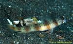 Goby 24tc 0015 copy