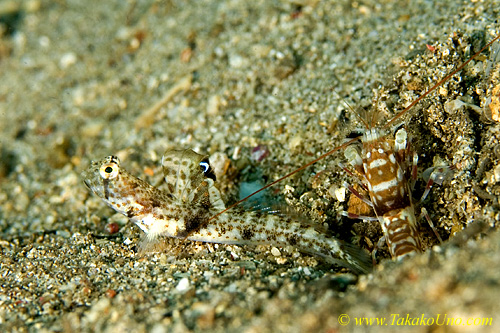 Goby 08tc 0132 with Alpheus shrimp