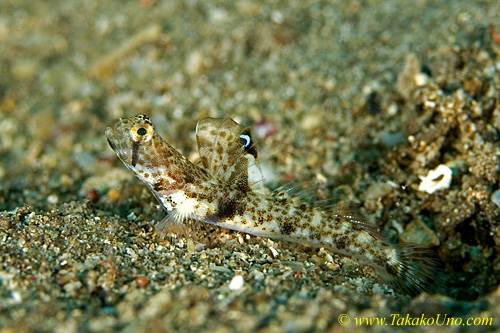 Goby 09tc 0133 copy