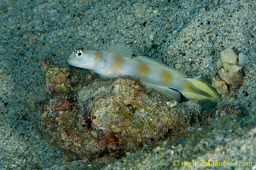 Goby 34tc yanoi 0095 copy