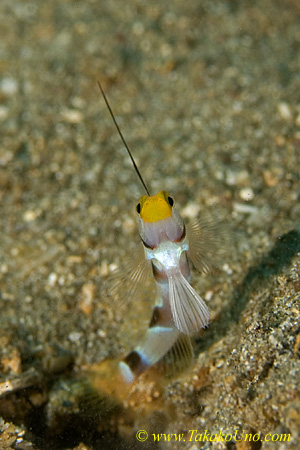 Goby 11tc 0137 copy