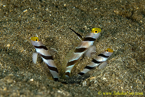 Goby 13tc 0141 two species. Long & Short fin