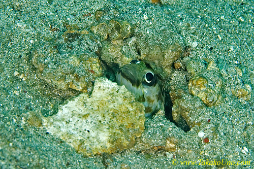 Jawfish 01tc Ring Eyed 0163 copy