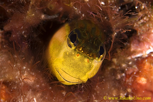 Blenny 02tc 0139 copy