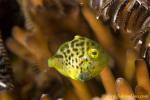 Minute Filefish 02tc 0058 copy