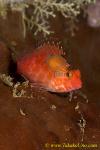 Hawkfish 02tc with parasitic Isopods 0094 copy